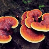 Medicinal Mushrooms-Part 2