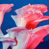 Mushroom Medicine Update: Psychedelics