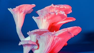 Mushroom Medicine Update: Psychedelics