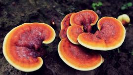 Medicinal Mushrooms-Part 2